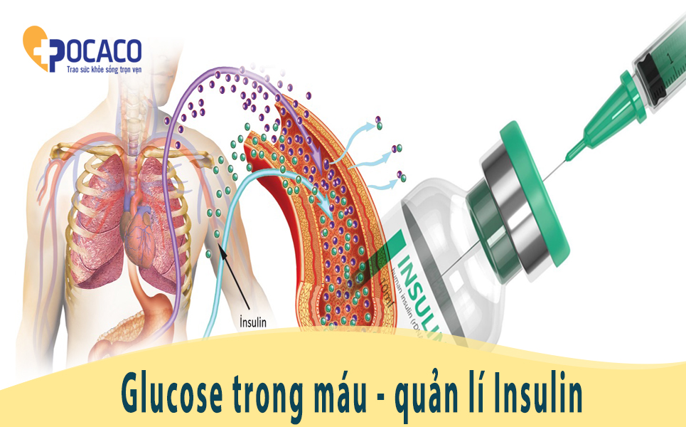 nong-do-glucose-trong-mau-cac-gia-tri-lien-quan-trong-benh-tieu-duong-quan-li-insulin-1