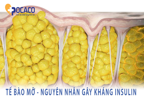 ban-co-biet-nguyen-nhan-gay-khang-insulin-4