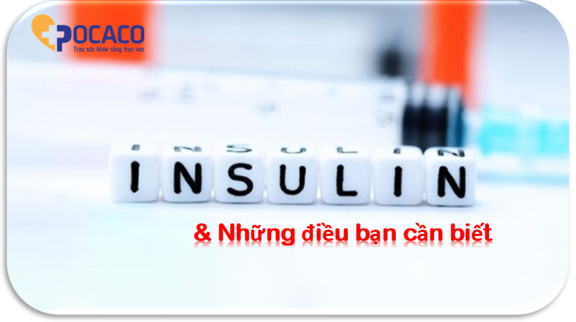 khai-niem-co-ban-ve-insulin