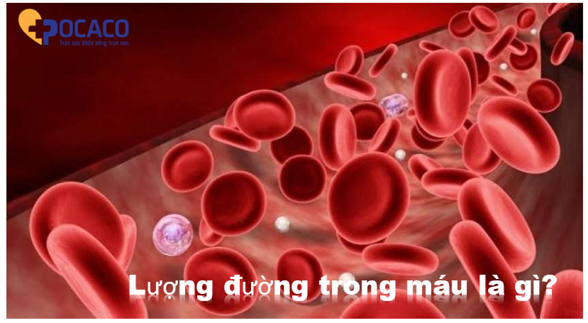 su-khac-biet-giua-hemoglobin-A1C-va-duong-trong-mau