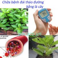 Chữa bệnh đái tháo đường bằng lá cây-Rất hiệu quả