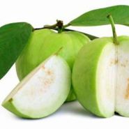 Chữa bệnh tiểu đường bằng cây ổi – quả để ăn và lá để uống