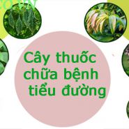 Cây thuốc gì chữa bệnh tiểu đường bạn phải quan tâm.