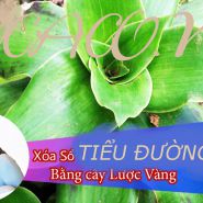 Cách chữa bệnh tiểu đường bằng cây lược vàng-Như thế nào là tốt?