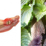 Một số loại cây thuốc nam chữa bệnh gout hiệu quả không thể bỏ qua - Bạn đã biết chưa?
